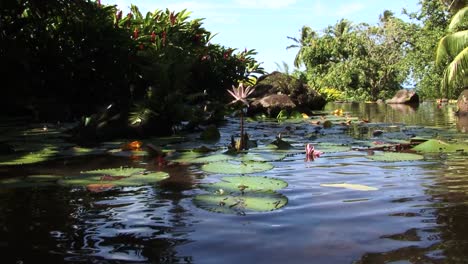 water lilies floating on a small lake in papeete, tahiti