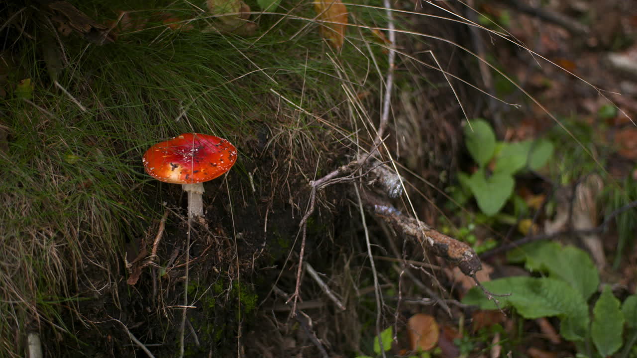 Dangerous Red Toadstool In Forest
