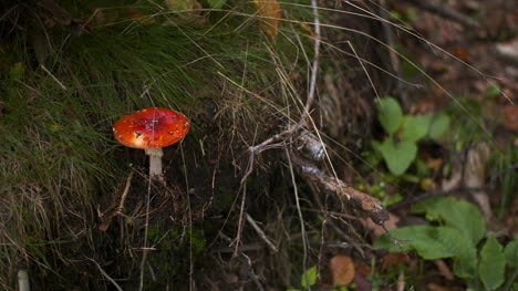 dangerous red toadstool in forest