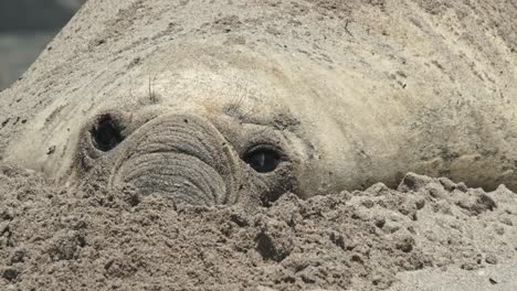 una foca elefante de aspecto triste abre los ojos con la nariz en la arena de la playa
