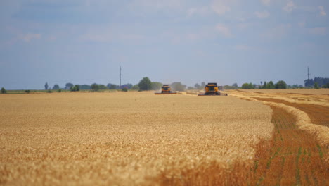 Dry wheat field in summer. Combine harvesters cutting ripe spikelets during seasonal works. Agriculture machinery working on field in the countryside. Front view.
