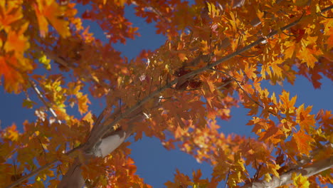 árboles-De-Colores-De-Otoño-Contra-El-Cielo-Azul