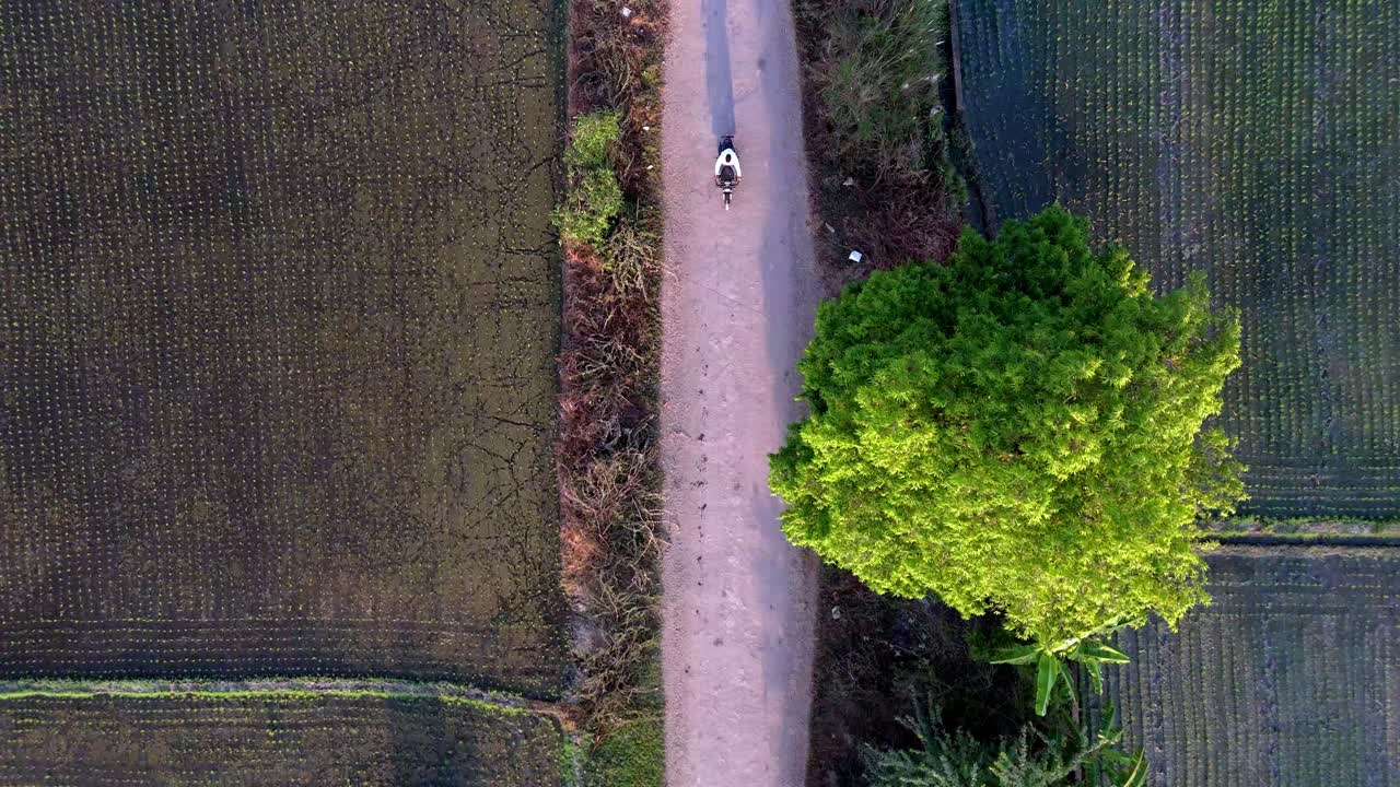 A high-angle shot reveals a person biking down a quiet rural road in Tamil Nadu. Expansive green crops and palm trees line the path, depicting serene farm life