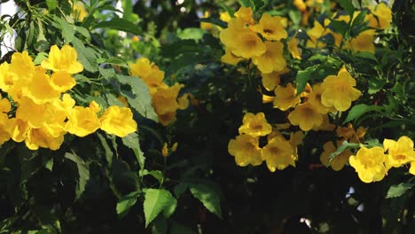 vibrant yellow flowers gently swaying in wind