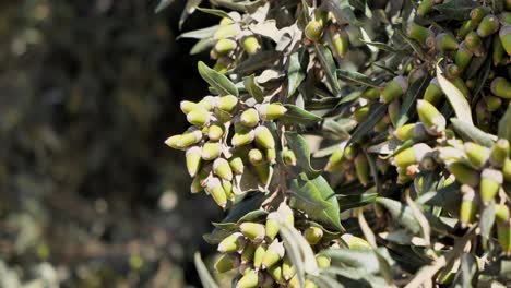 detail of olive tree with moving green branches in slight breeze