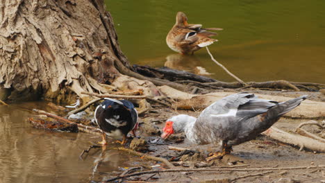 patos junto al agua