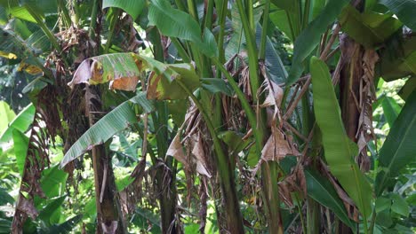 static wide shot of lush abaca trees in a tropical jungle in catanduanes, philippines