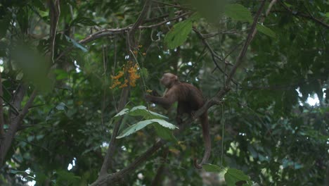 capuchin monkey eating while sitting on a branch of a tree in tayrona park, colombia, south america