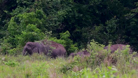 The-Asiatic-Elephants-are-endangered-species-and-they-are-also-residents-of-Thailand