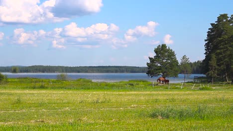 Zwei-Pferde-Ruhen-An-Einem-Heißen-Sommertag-Unter-Einem-Baum-Neben-Einem-See