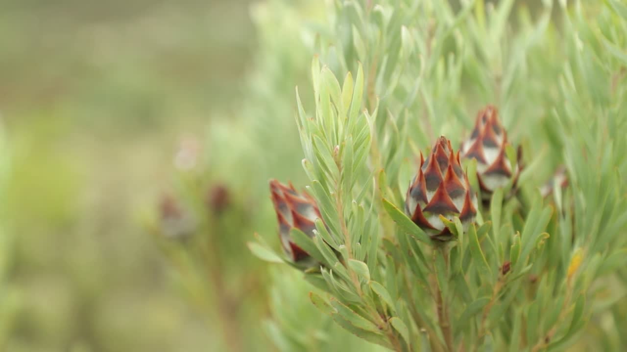 Focus racking between the 2. See their intricate design