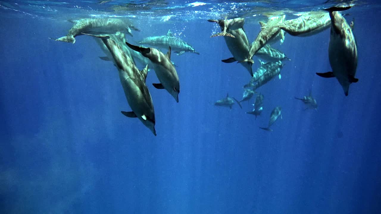 manada de delfines girando rompiendo y saltando en el océano azul