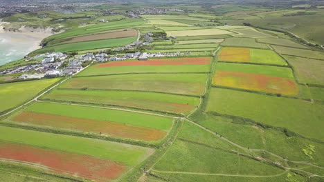 Picturesque-Landscape-Of-Poppy-Fields-In-West-Pentire-Hamlet-In-Cornwall,-England,-United-Kingdom