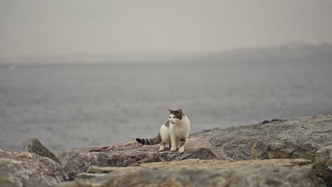 stray cat walking on the rocks