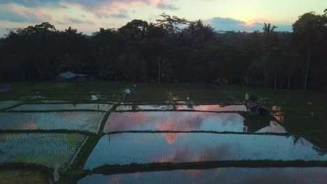 drone shot of bali rice paddy at sunset, colorful cloud reflection on water