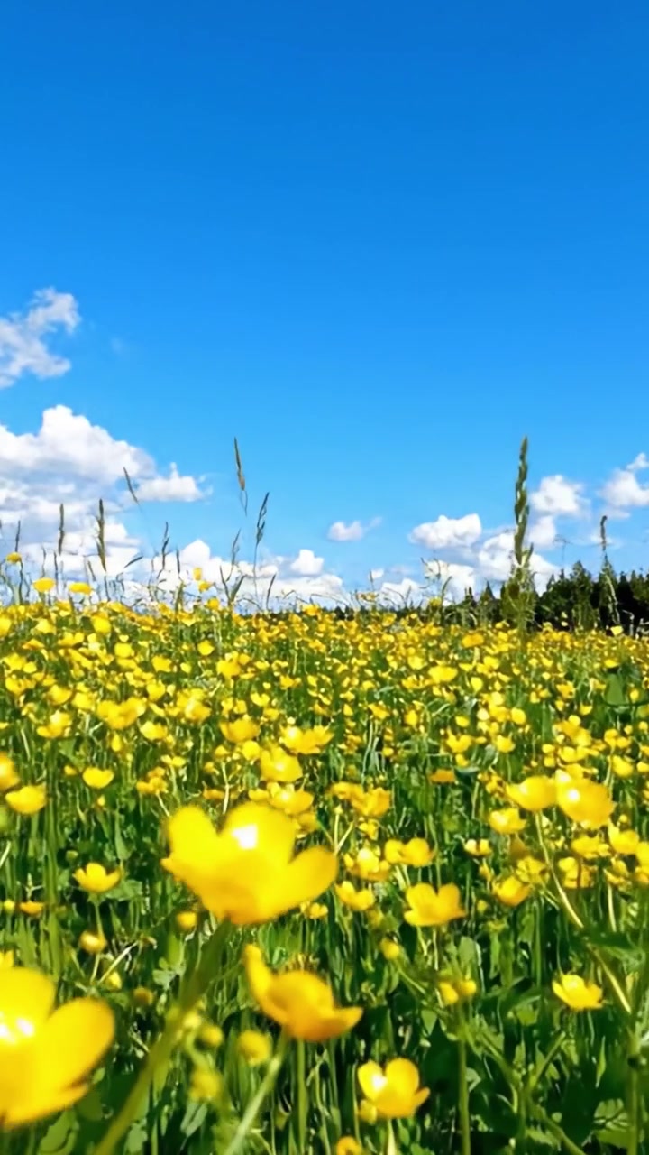 Un bellissimo campo di fiori gialli sotto un cielo azzurro brillante, pieno di soffici nuvole bianche, che mostra i colori vivaci della natura in un paesaggio sereno.