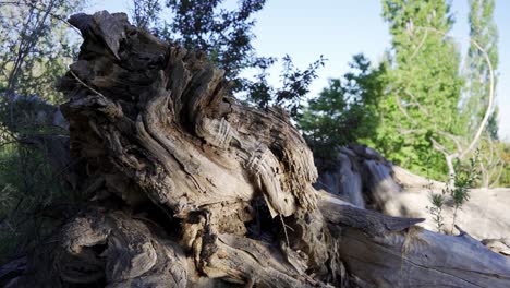 Close-up-of-old-trunk-of-a-tree-in-slow-motion