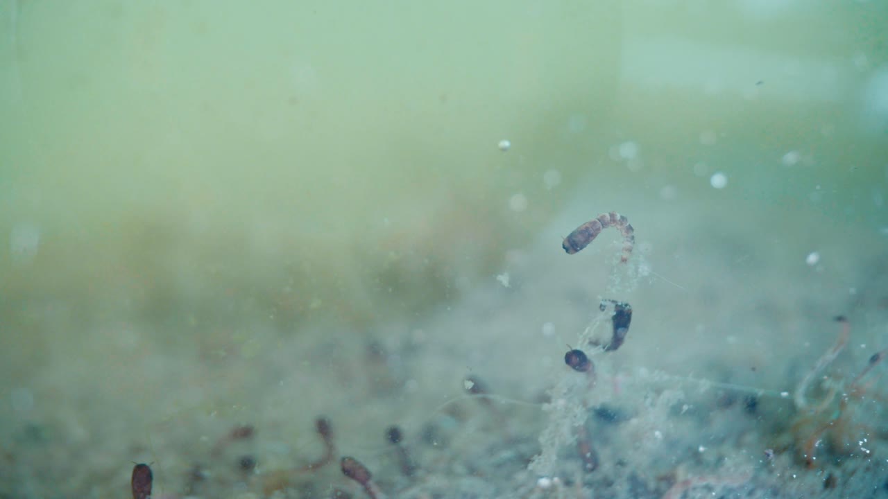 Vista macro di piccoli organismi acquatici che nuotano attraverso acqua verde torbida piena di particelle in sospensione. Attività biologica osservabile in un ambiente fluido dettagliato tipico della vita di stagno o di campioni di laboratorio.
