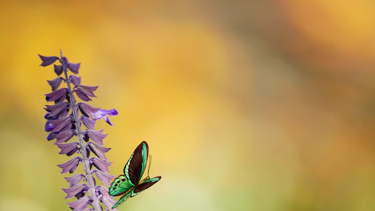A green butterfly flutters around a purple flower against a warm, blurred background, showcasing delicate movement and vivid colors
