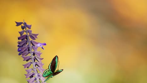a green butterfly flutters around a purple flower against a warm, blurred background, showcasing delicate movement and vivid colors