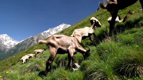 goats grazing in the mountains