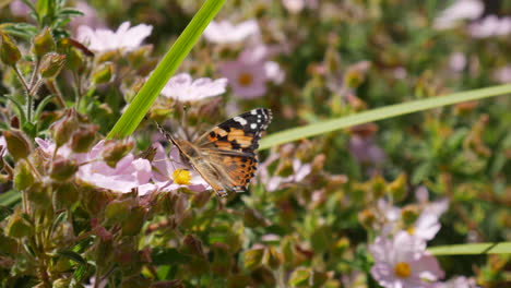 a painted lady butterfly feeding on nectar and collecting pollen on pink wild flowers during spring slow motion