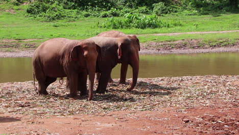 elephants eating beside a river next to each other