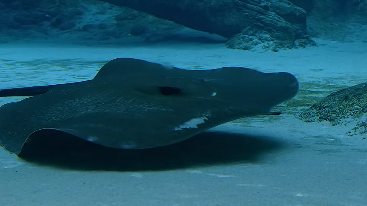 Giant Freshwater Stingray Swimming At The Bottom Of A Clean Blue River In Slow Motion - Closeup Shot