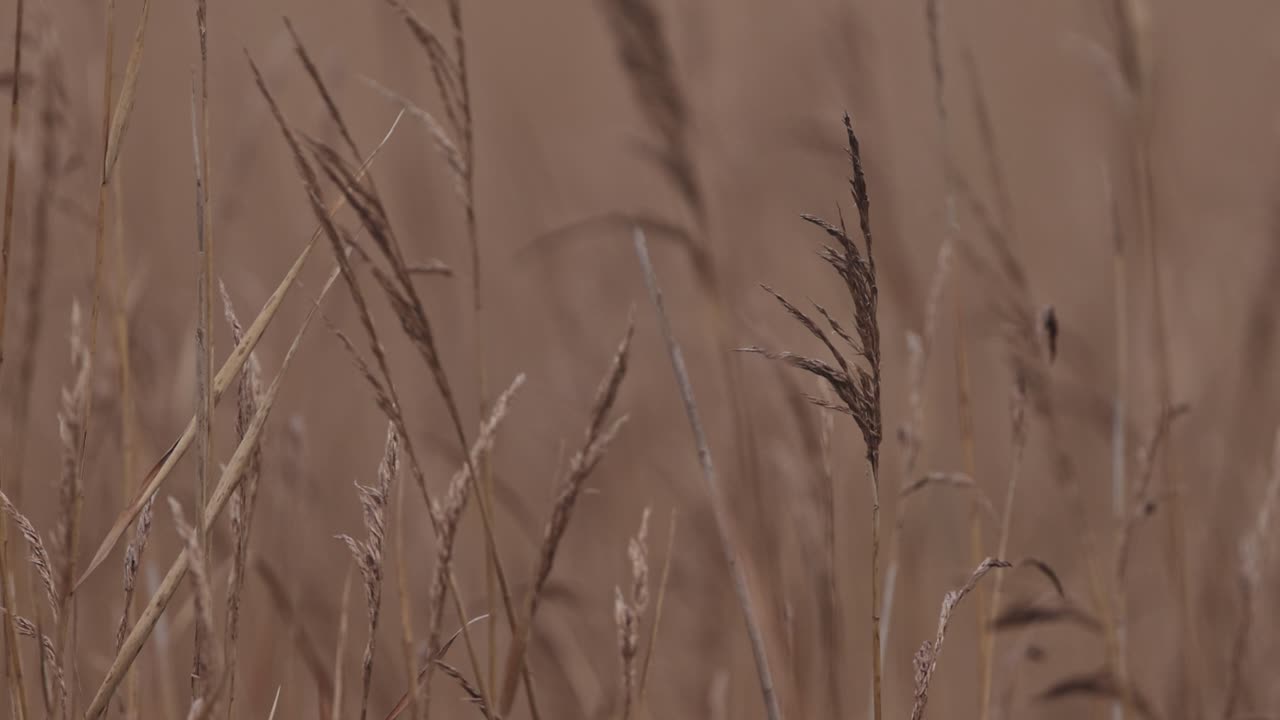 Canne palustri che danzano al vento. Campo di canne