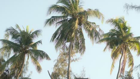 Three-tall-palm-trees-blowing-in-the-wind