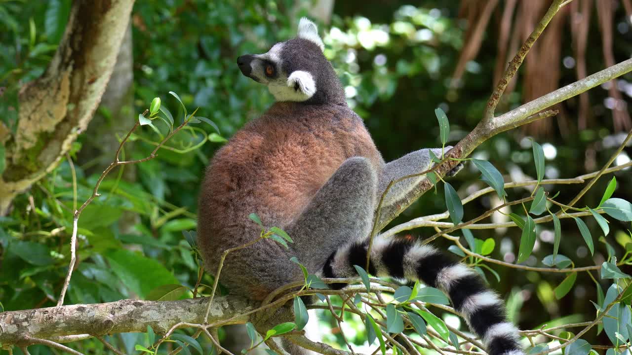 Un lemure dalla coda ad anelli (Lemur catta) è seduto sul ramo di un albero all'ombra, mentre osserva incuriosito l'ambiente circostante. Primo piano.