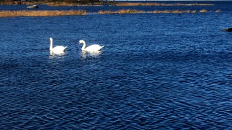 cygnus olor, group of mute swans in the kvarken archipelago, unesco world heritage with de geer moraines, narrow ridges trending parallel formed during the ice age, unique land uplift