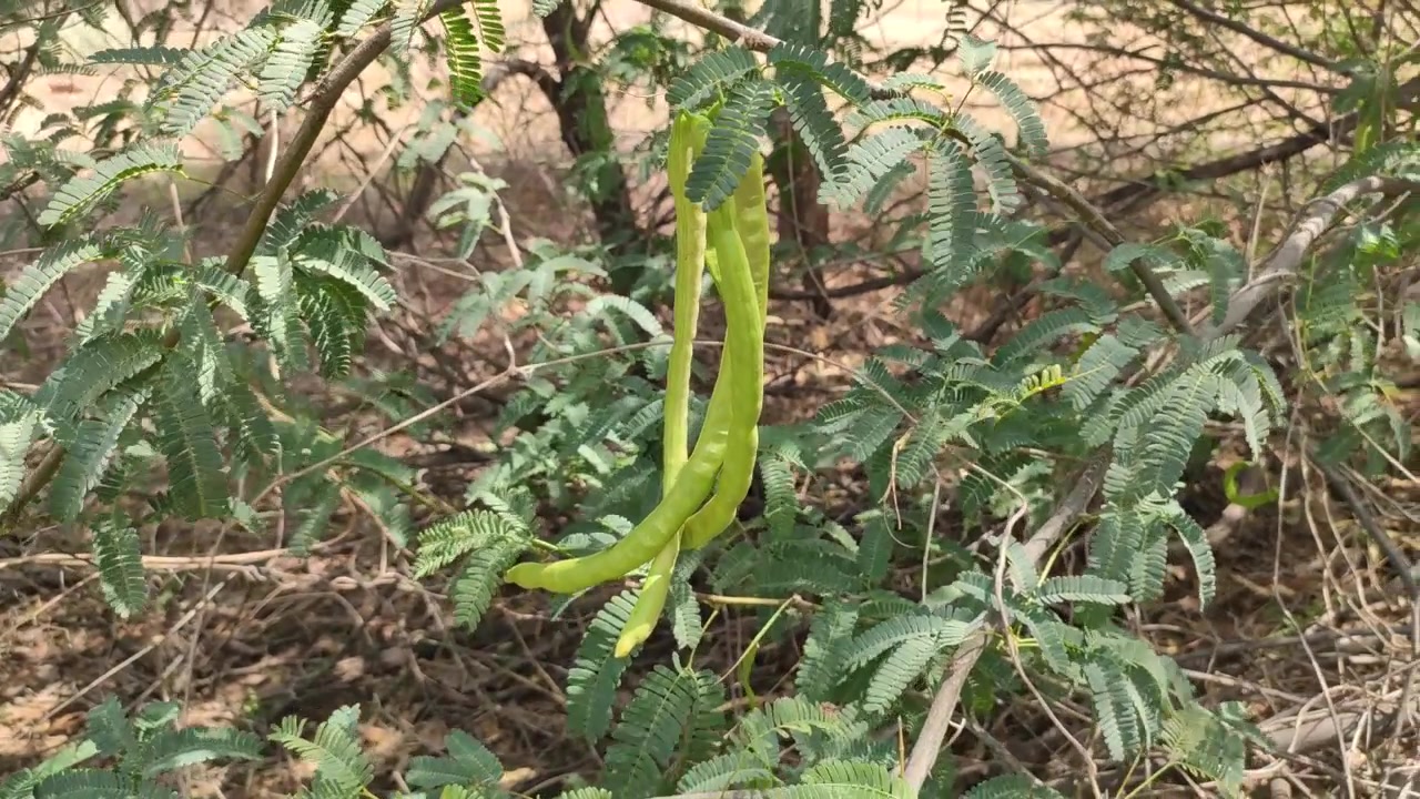 Prosopis Juliflora pods on the tree branches, commonly known as Mesquite, handheld footage.