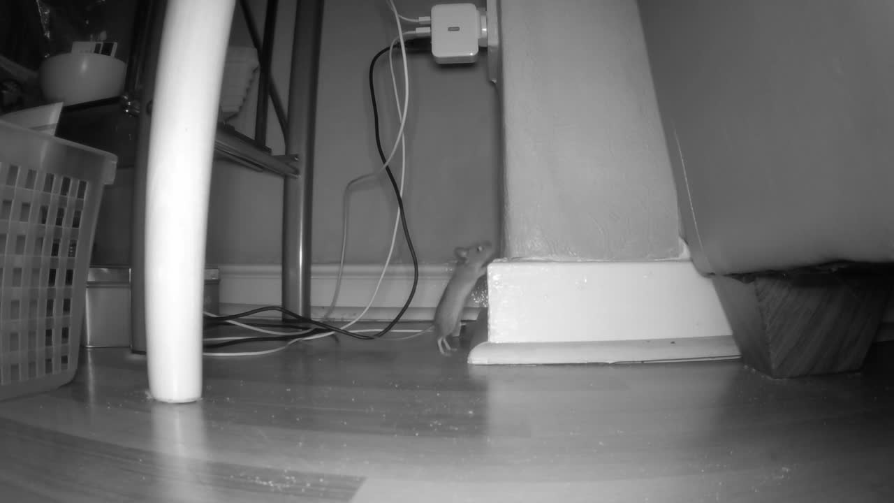 一隻老鼠在黑暗中跑來跑去