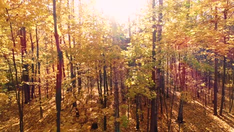 colorful autumn forest wood