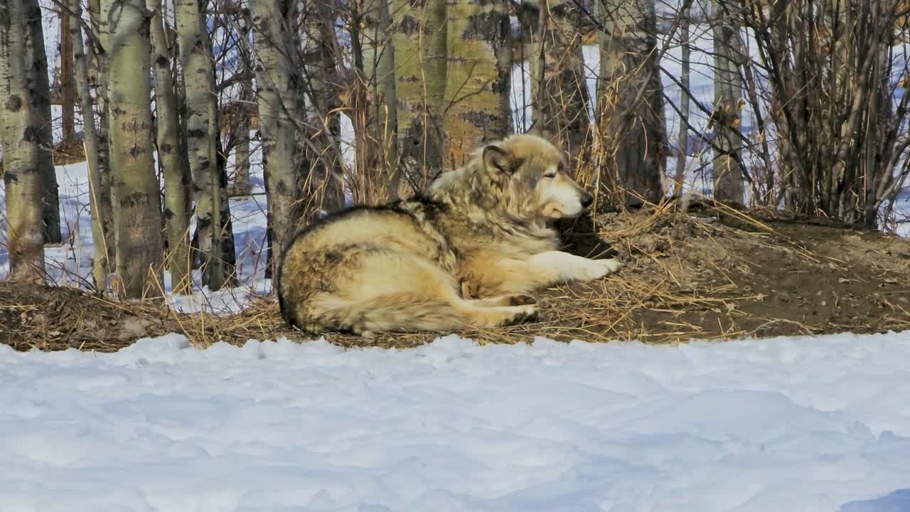 Gray wolf rests on a patch of dry ground beside snow in a winter enclosure, capturing a calm wildlife moment with thick fur, bare trees, and quiet cold weather surroundings