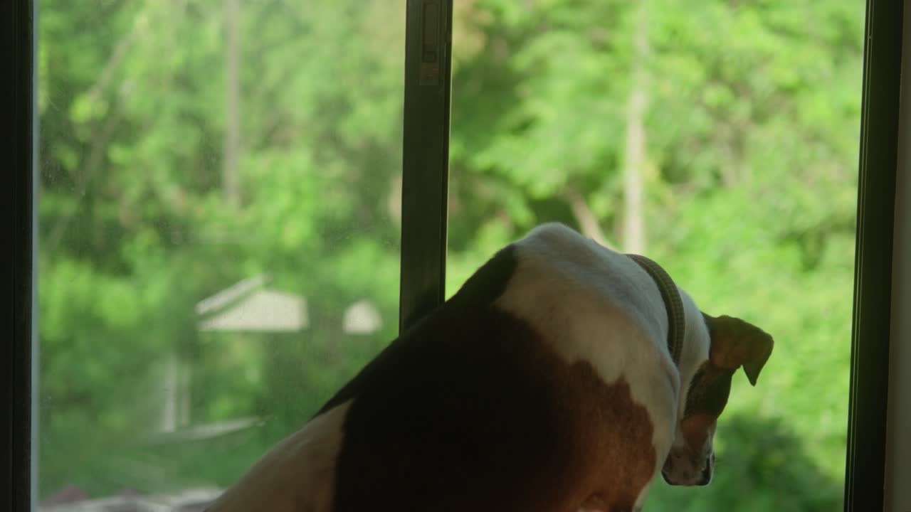 개가 앉아서 밝고 은 날에 푸른 야외 장면을 창밖으로 바라보고 있습니다.