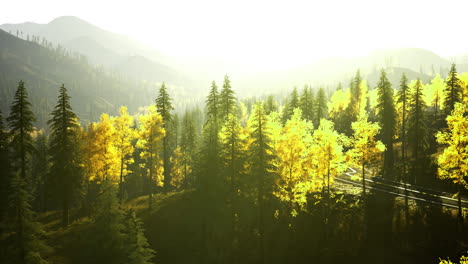 Sunlit forest landscape with vibrant autumn foliage and winding road
