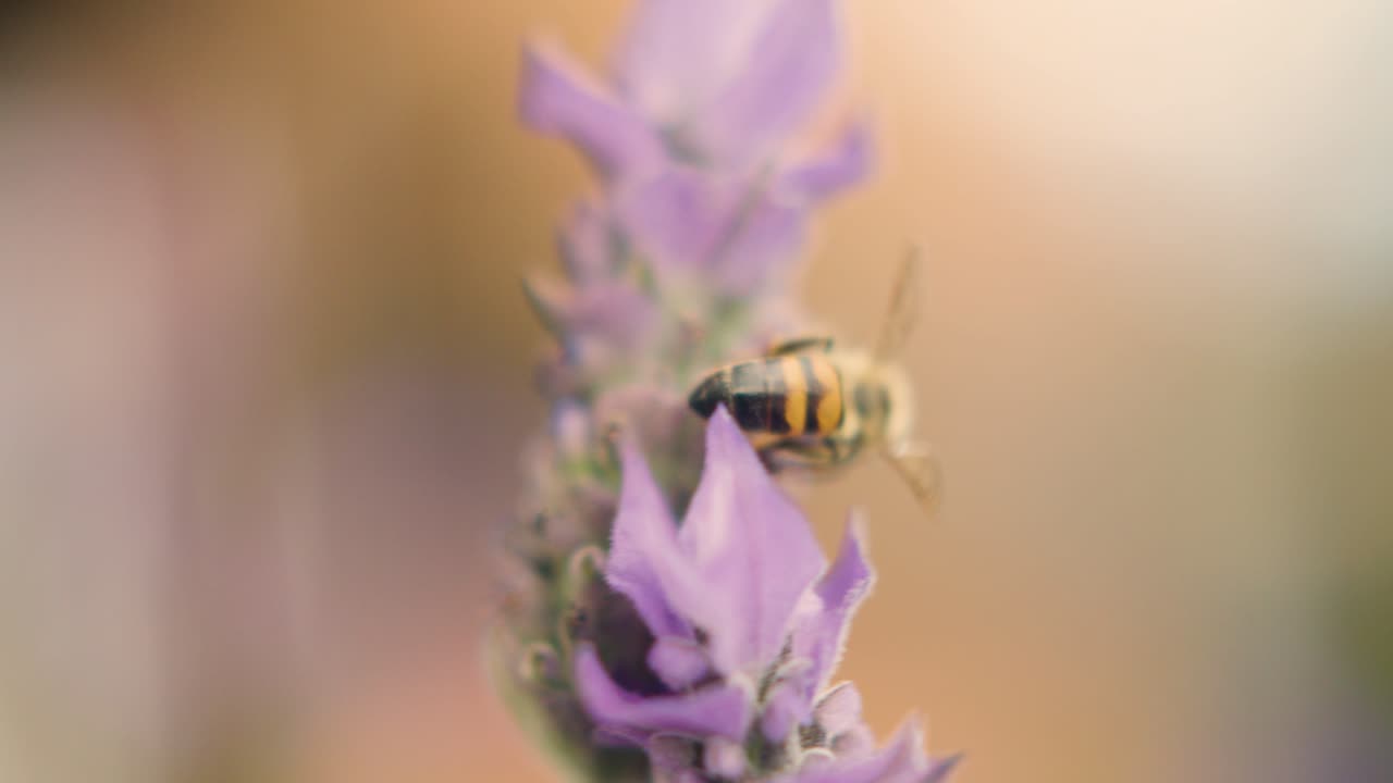 A Honeybee's Delicate Dance: Nectar-Gathering Flight Around a Lavender Blossom in a Fragrant Garden 002