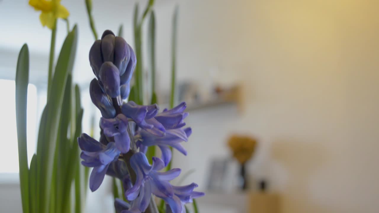 flor de campana púrpura en la encimera de la cocina con junquillo amarillo brillante, inclinado hacia arriba