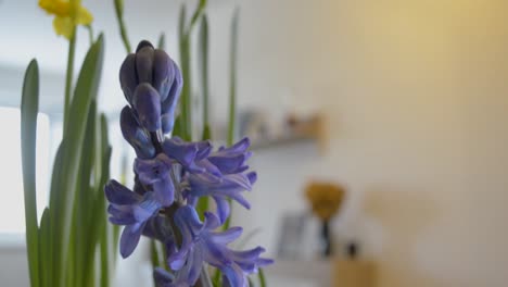 blooming purple bellflower on the kitchen countertop with bright yellow jonquil, tilt up