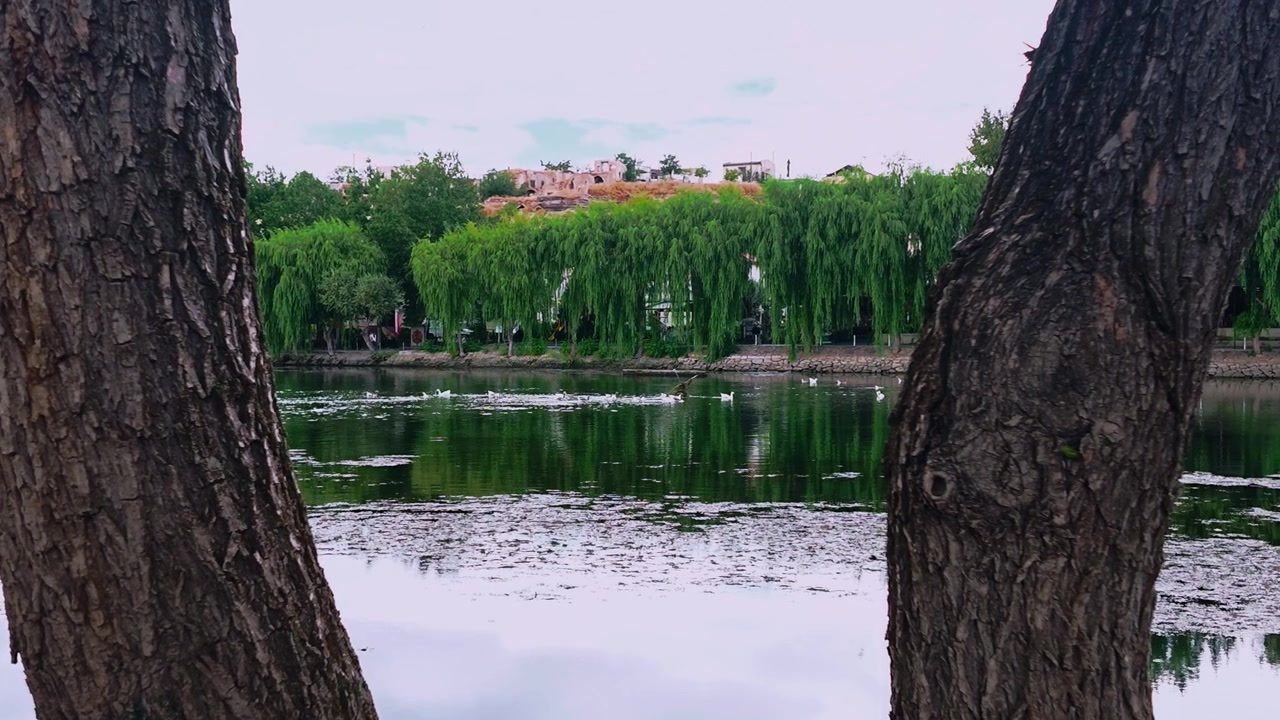 Vista calma del fiume incorniciata da tronchi d'albero con vegetazione rigogliosa e case distanti visibili