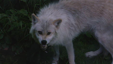 A-fearsome-mother-grey-wolf-growls-and-looks-ferocious-as-she-guards-her-pups