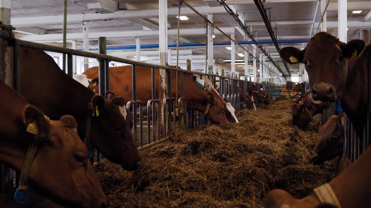 Wide shot of brown dairy milk cows eating vegan delicious grass hay inside indoors at a Swedish local milking production farm and curiously looking at the camera