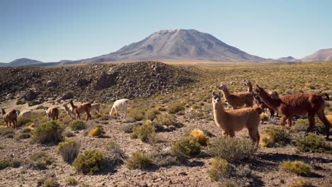 Gruppe-Schöner-Lamas-Im-Hochland-Der-Atacama-Wüste,-Chile,-Südamerika