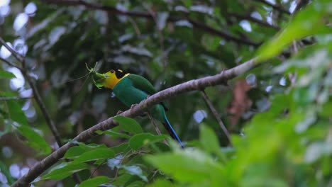 Captured-in-film-with-a-big-Katydid-in-its-mouth-while-slamming-it-on-its-perch-to-die-before-eaten,-Long-tailed-Broadbill-Psarisomus-dalhousiae