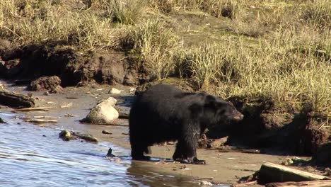 black bear walking next to the river and shaking his fur from water. ketchikan, alaska