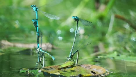 flying common blue damselfly in mating wheel pose on leaf above water