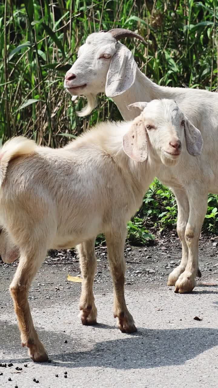 은 날 에 함께 고 있는 두 마리 의 염소