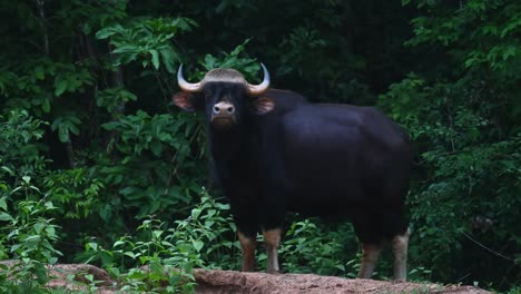 facing towards the left then looks towards the camera while swinging its tail just before dark